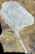 Fossil Ginkgo Leaf From North Dakota - Paleocene #59001-1